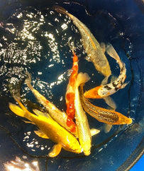 Select Koi 3-4"