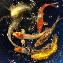 Select Koi 3-4"