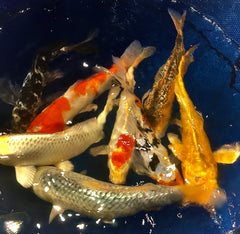 Select Koi 3-4"