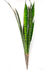 Snake Plant, 27"