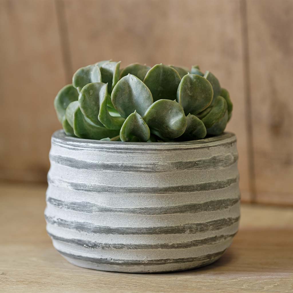 Photo of Campania Etage Planter Small - Grey and Whitewash - Set of 6 - Marquis Gardens