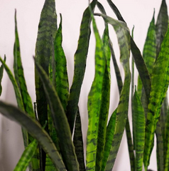 Snake Plant, 27"