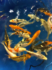 Select Koi 5-6"