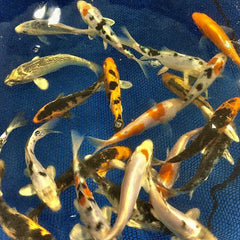 Select Koi 5-6"