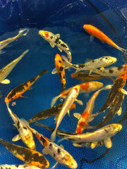 Select Koi 5-6"