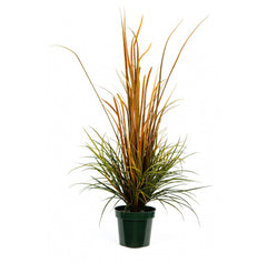 Photo of River Grass, 58"  - Marquis Gardens