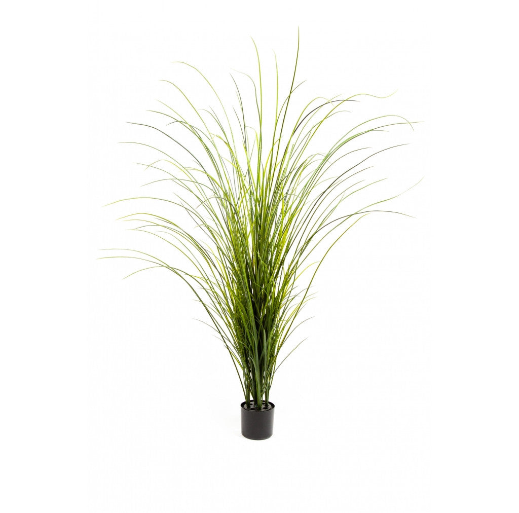 Photo of Onion Grass, 72"  - Marquis Gardens