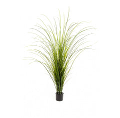 Photo of Onion Grass, 72"  - Marquis Gardens