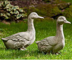 Photo of Campania Quackers - Marquis Gardens