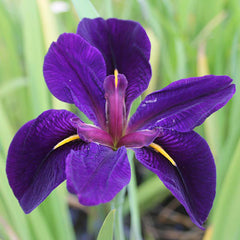 Water Iris - Hardy