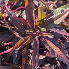 Water Amaranth - Tropical