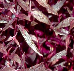 Water Amaranth - Tropical