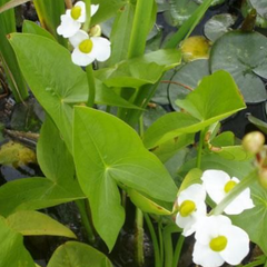 Broadleaf Arrowhead - Hardy