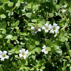 Bacopa - Oxygenator