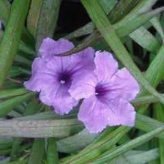 Dwarf Blue Bell - Tropical