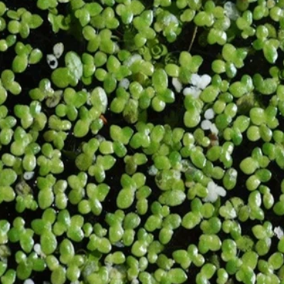 Photo of Floating Duckweed  - Marquis Gardens