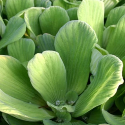 Photo of Floating Water Lettuce - Jumbo  - Marquis Gardens