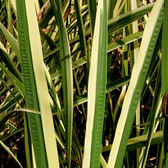 Variegated Sweet Flag- Hardy