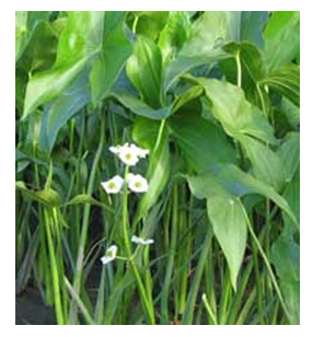 Photo of Hardy Marginal - Arrowhead  - Marquis Gardens