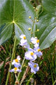 Photo of Hardy Marginal - Arrowhead  - Marquis Gardens