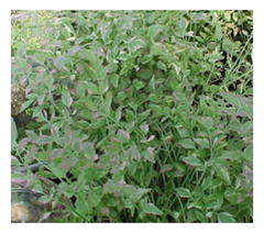 Photo of Hardy Marginal - Variegated Water Celery  - Marquis Gardens