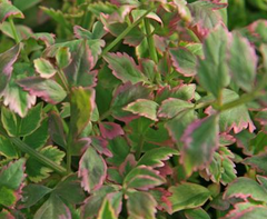 Photo of Hardy Marginal - Variegated Water Celery  - Marquis Gardens