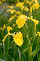 Hardy Marginal - Water Iris photo