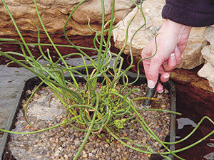 Photo of Laguna Plant Grow Fertilizer Pond Spikes - Marquis Gardens