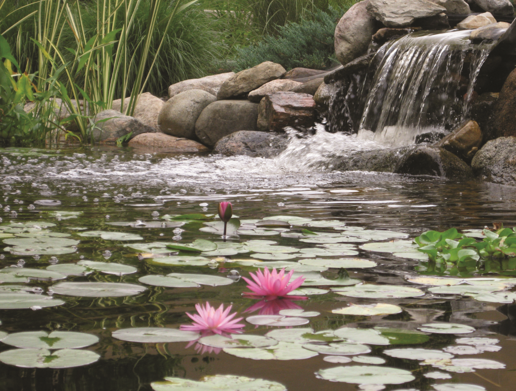 Photo of Large Pink Water Lily (Hardy) - Marquis Gardens