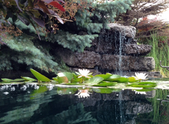 Photo of Large Pink Water Lily (Hardy) - Marquis Gardens