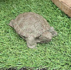 Campania My Pet Turtle Clearance