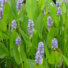 Pickerel Rush - Hardy