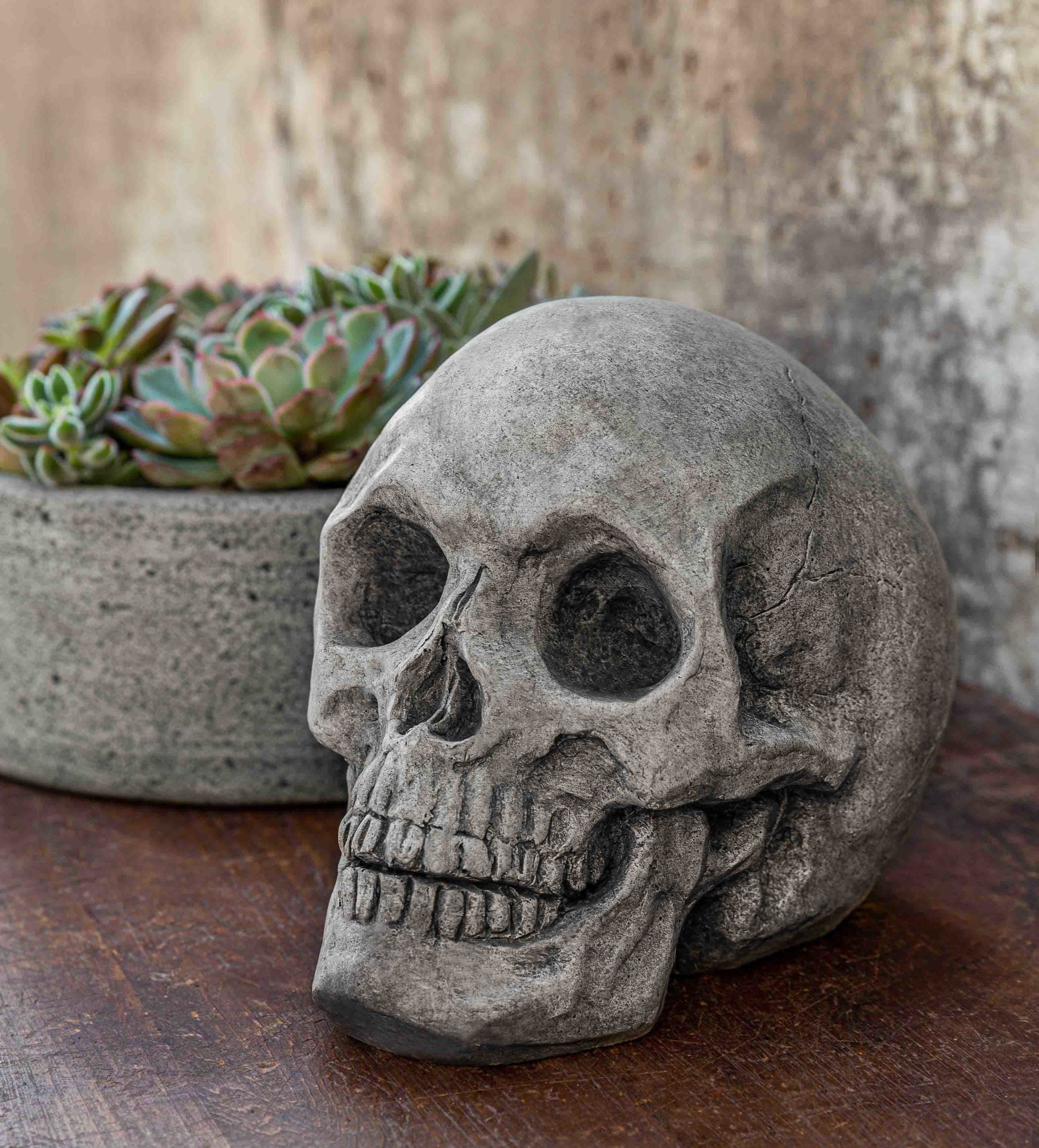 Photo of Campania Alas Poor Yorick - Marquis Gardens