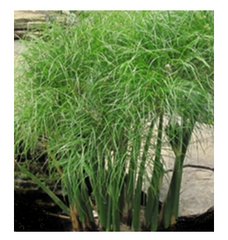 Photo of Tropical Papyrus - Little Giant  - Marquis Gardens