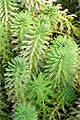 Photo of Tropical Parrot Feather  - Marquis Gardens