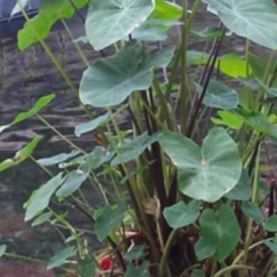 Photo of Tropical Taro  - Marquis Gardens