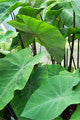 Photo of Tropical Taro  - Marquis Gardens