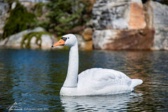 Photo of Aquascape Floating Swan Decoy - Marquis Gardens