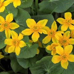 Marsh Marigold - Hardy