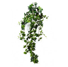 Photo of English Ivy Bush Large, 56" - Marquis Gardens