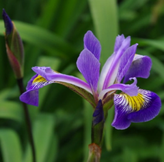 Water Iris - Hardy