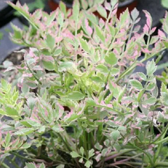 Variegated Water Celery - Hardy