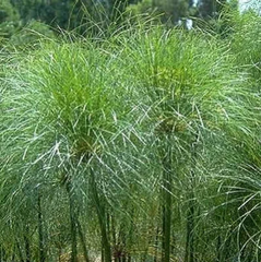 Little Giant Papyrus - Tropical