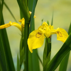 Water Iris - Hardy