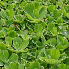 Water Lettuce - Floating