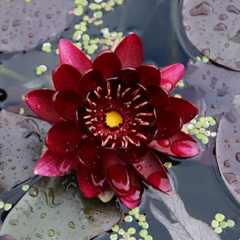 Large Water Lily - Tropical