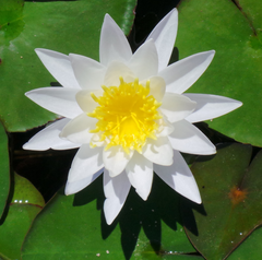 Large Water Lily - Tropical