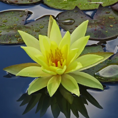 Large Water Lily - Tropical