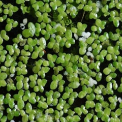 Photo of Floating Duckweed  - Marquis Gardens